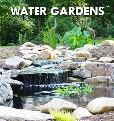 Raleigh Water Gardens